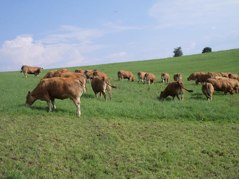 Vaches Sabate3.JPG